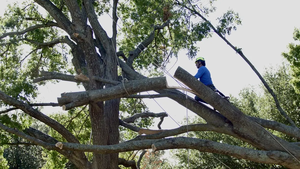 Professional Hazardous Tree Removal performed by certified arborists in West Frankfort