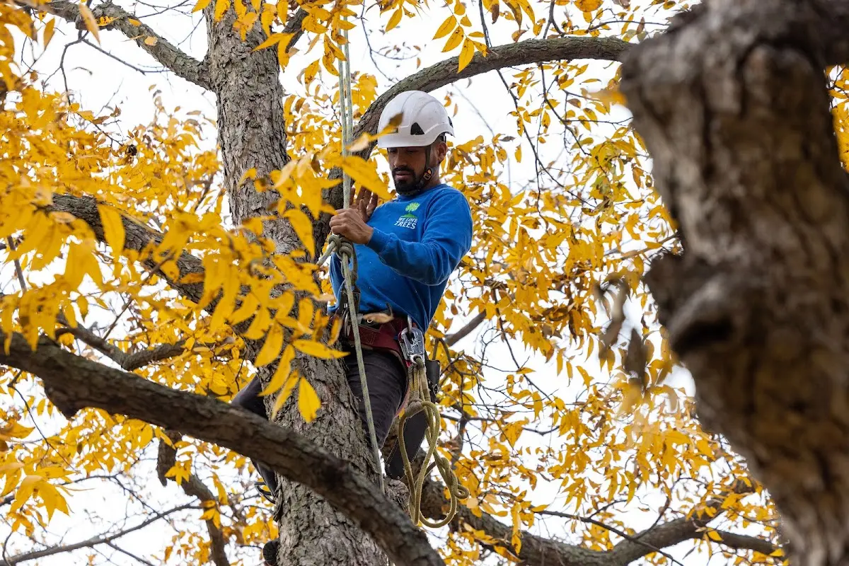 Skilled Storm Damage Cleanup crew working in West Frankfort