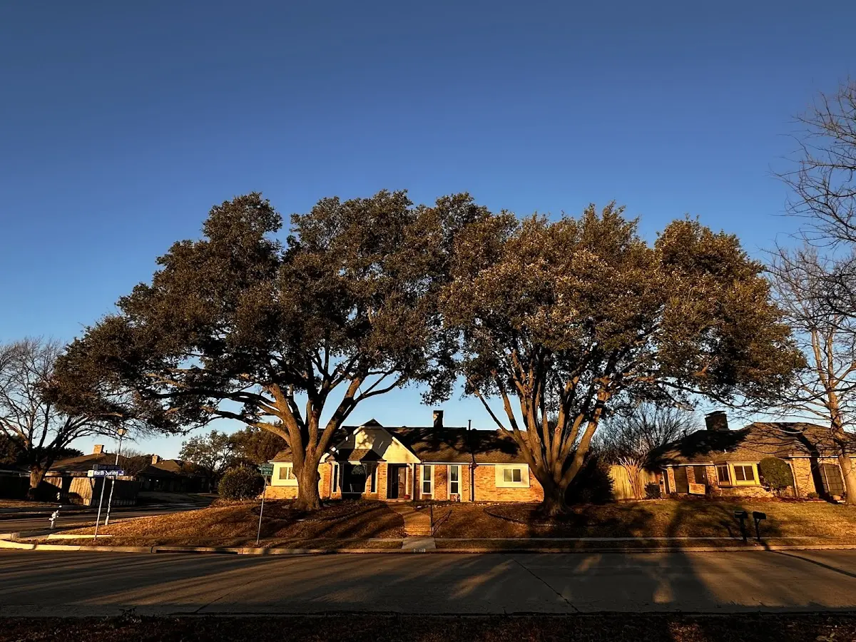 Established residential canopy tree shading a home in West Frankfort
